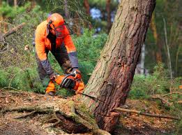 Best Lawn Pest Prevention  in Palacios, TX