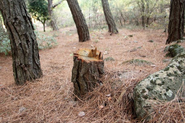 Best Tree Removal  in Palacios, TX