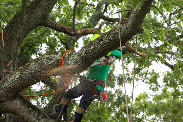 How Our Tree Care Process Works  in  Palacios, TX