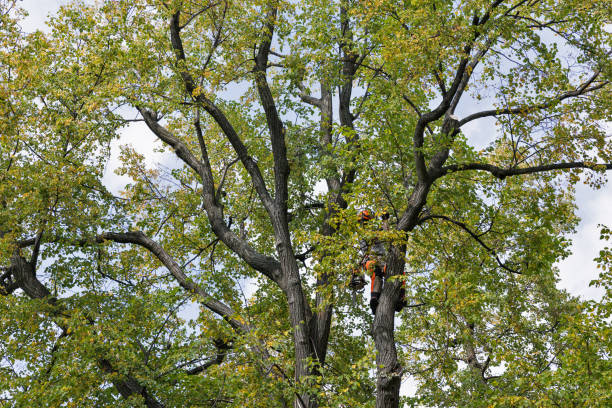 Trusted Palacios, TX Tree Care Experts